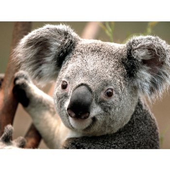 Dětské lyžařské boty Lange Starlett 60 14/15